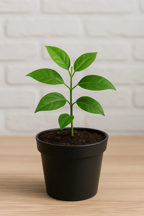 Marketing e-commerce - plantes de jardin